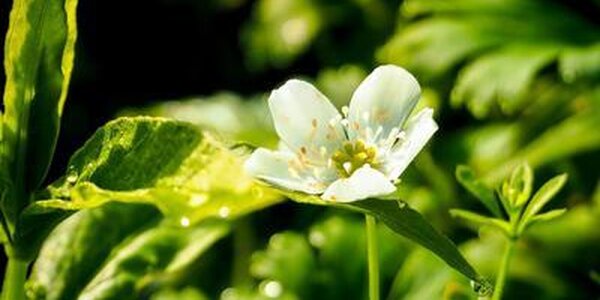 Опубликован прогноз аномалий температуры и осадков в Приморье в мае