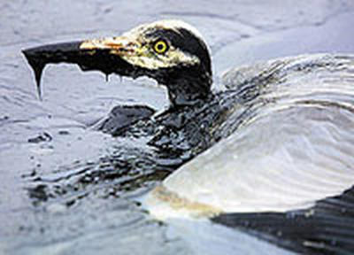 Exxon Mobil выплатит $7000 за каждую редкую птицу, погибшую по ее вине