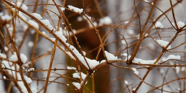 Зима в Приморье завершится оттепелью и небольшим снегом, а весна начнется с похолодания