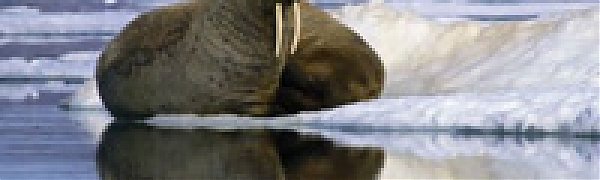 Арктика переживает самое большое потепление за последние 44 тысячи лет