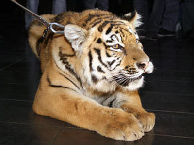 Владимир Путин принял участие в судьбе тигренка Жорика