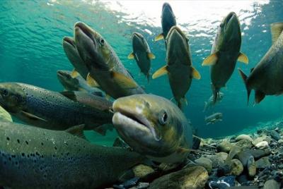 Изменение климата привело к росту численности дальневосточных лососей
