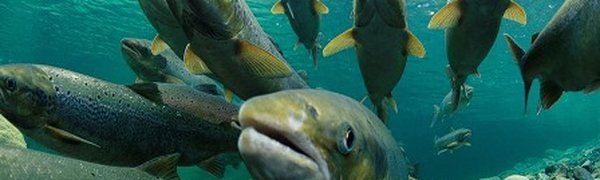 Изменение климата привело к росту численности дальневосточных лососей