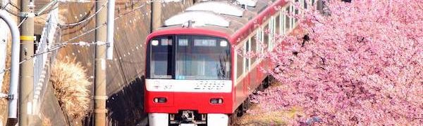 В Японии зацвела первая сакура