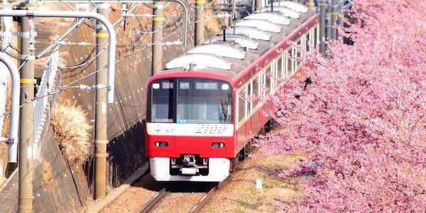 В Японии зацвела первая сакура