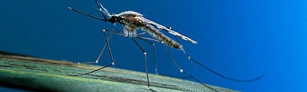 Во французском городке запретили комаров