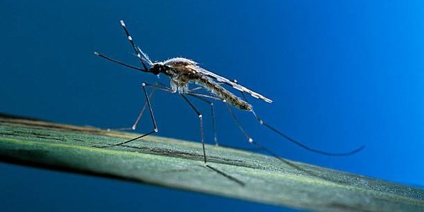 Во французском городке запретили комаров