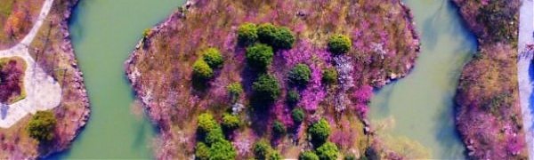 В китайской провинции Цзянсу начался сезон цветения персиков