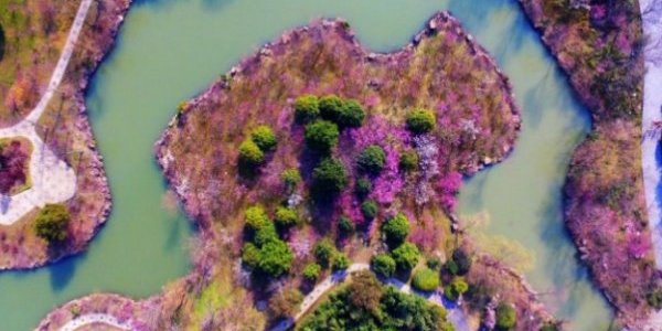 В китайской провинции Цзянсу начался сезон цветения персиков