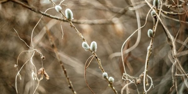 Март в Приморье будет прохладным, весеннее тепло придёт в конце месяца