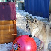 Зоопарк «Садгород» ищет невесту для ламы Фёдора