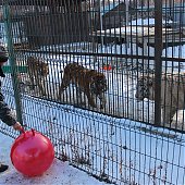 Зоопарк «Садгород» ищет невесту для ламы Фёдора