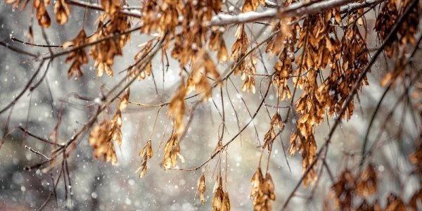 Завтра во Владивостоке возможен небольшой снег