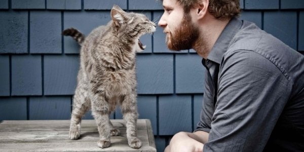 Сегодня – Всемирный день кошек