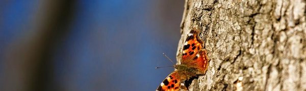 День весеннего равноденствия во Владивостоке придётся на 21 марта