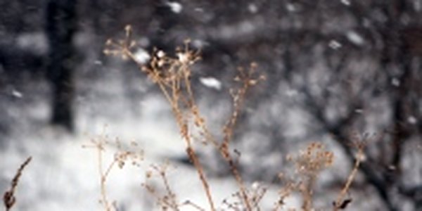 Во Владивостоке возможен слабый снег 