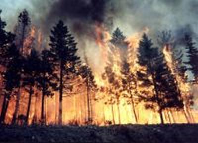 Десять лесных пожаров ликвидировано за сутки на Дальнем Востоке
