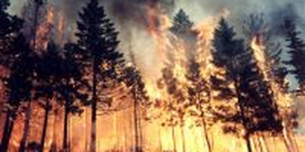Десять лесных пожаров ликвидировано за сутки на Дальнем Востоке