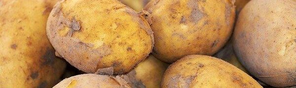 Жители 4 районов Приморья могут потерять урожай из-за переувлажнения почвы