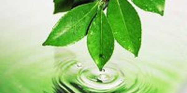 Экологией во Владивостоке занялись школьники