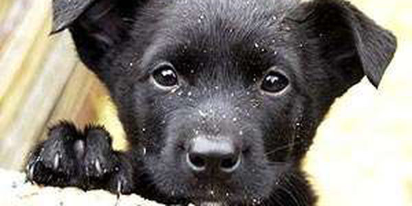 Дикая мать пристроила своего щенка в хорошие руки