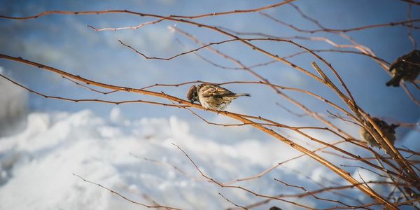 За сутки во Владивостоке выпало больше двух декадных норм снега