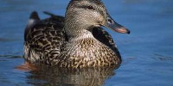 Утка-пешеход была поймана в центре Москвы