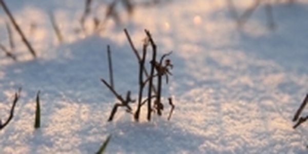 На неделе в Приморье морозы отступили