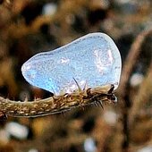 Ноябрь в Сихотэ-Алинском заповеднике – предзимье