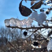 Ноябрь в Сихотэ-Алинском заповеднике – предзимье