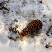 Ноябрь в Сихотэ-Алинском заповеднике – предзимье