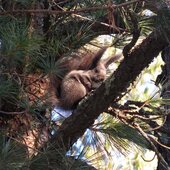 Ноябрь в Сихотэ-Алинском заповеднике – предзимье