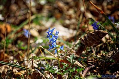 На следующей неделе температуры в Приморье придут в климатические рамки
