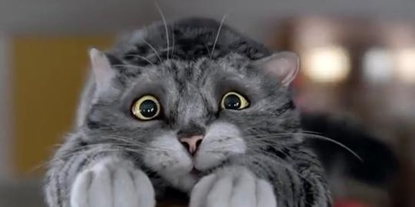 Рождественская реклама с котом стала хитом Интернета (ВИДЕО)