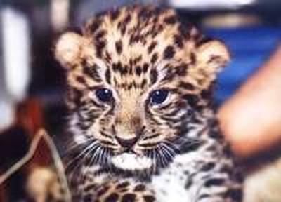 В Приморье стало больше дальневосточных леопардов