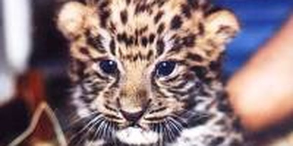 В Приморье стало больше дальневосточных леопардов