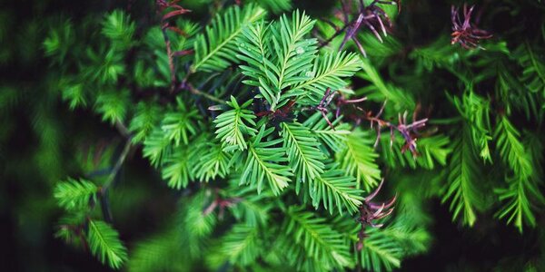 В Приморье будет тепло, вероятны кратковременные грозовые дожди