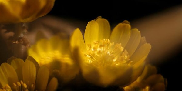 Погода подарит женщинам Владивостока настоящую весну