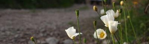 Июль в Приморье начался с дождей с грозами