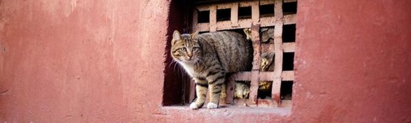 Российское правительство обязало открыть подвалы домов для животных