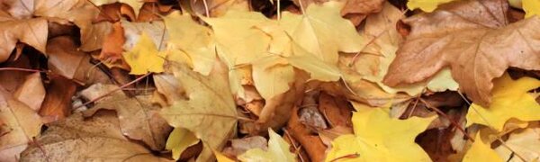 В Гидрометцентре пообещали россиянам тёплый ноябрь