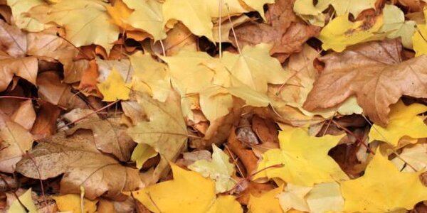 В Гидрометцентре пообещали россиянам тёплый ноябрь