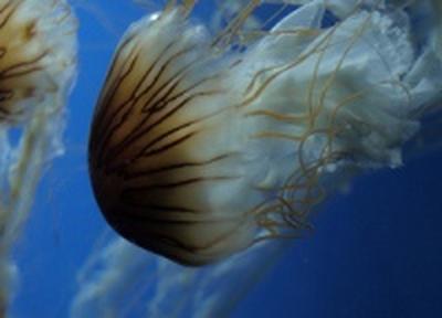 Огромные медузы появились у берегов Приморья