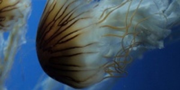 Огромные медузы появились у берегов Приморья