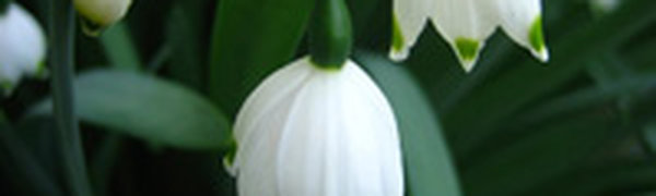 Посреди зимы в Краснодаре зацвели подснежники