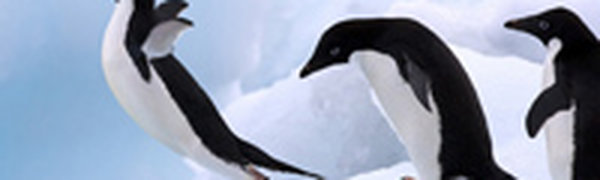 Поднимаем настроение: Пингвины