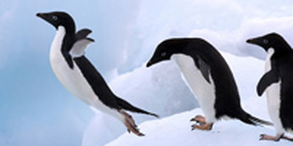 Поднимаем настроение: Пингвины
