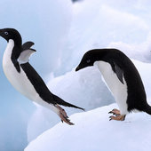 Поднимаем настроение: Пингвины
