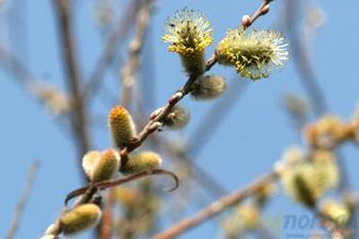 Апрель в Приморье начался с майских температур