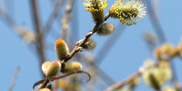 Апрель в Приморье начался с майских температур